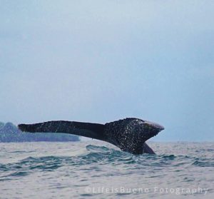 costa-rica-humpback-whale-tail