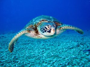 help save the sea turtles || Costa Rica yoga retreat