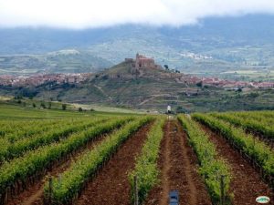 A guide to Spanish Wine