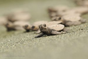 The Sea Turtles head to the ocean in Costa Rica