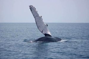 The Humpback Whales Are Coming to Blue Osa - osa