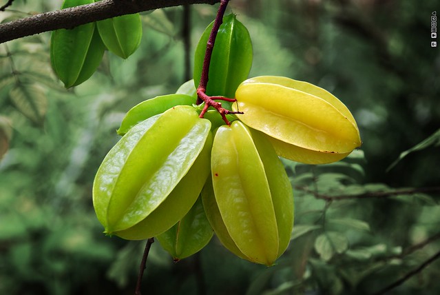 How To Make Mouthwatering Star Fruit Jam Original Jam