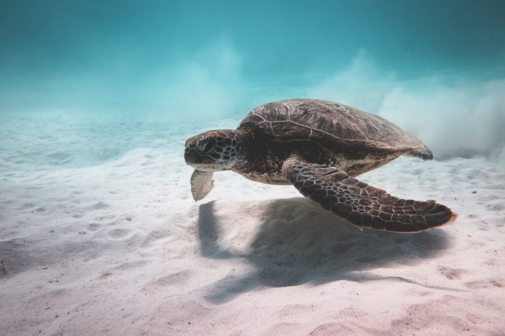 help save the sea turtles